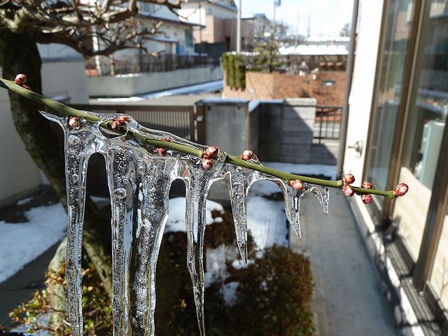 日本酒ショップくるみやの梅