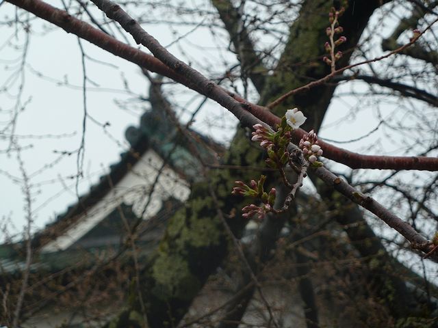 弘前さくらまつり　日本酒ショップくるみや