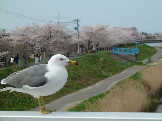日本酒ショップくるみや　八戸の桜