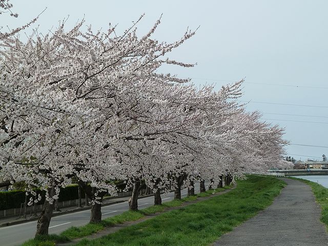 日本酒ショップくるみや　八戸の桜