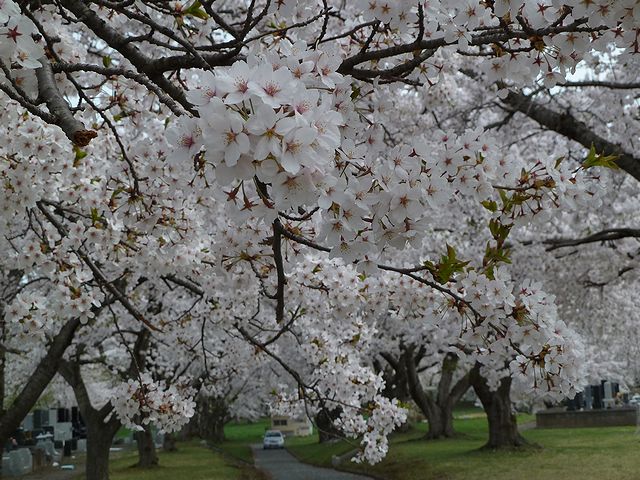 日本酒ショップくるみや　八戸の桜