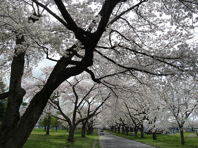日本酒ショップくるみや　八戸の桜