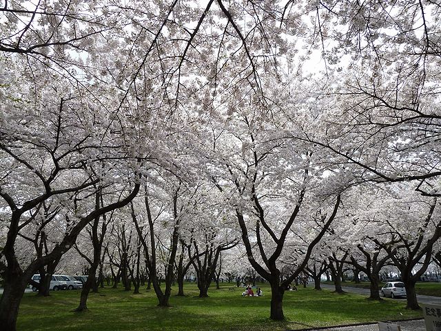 日本酒ショップくるみや　八戸の桜