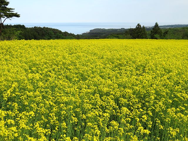 八戸市金浜近くの菜の花畑　日本酒ショップくるみや