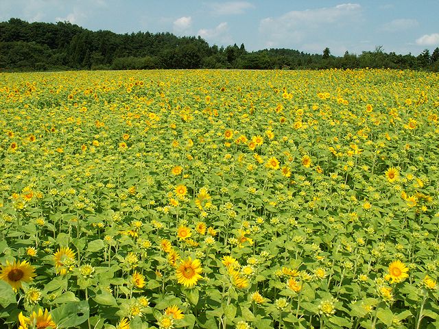 八戸市南郷区山の楽校20100823　日本酒通販　日本酒ショップくるみや