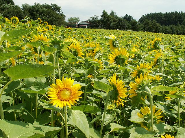 八戸市南郷区山の楽校20100823　日本酒通販　日本酒ショップくるみや
