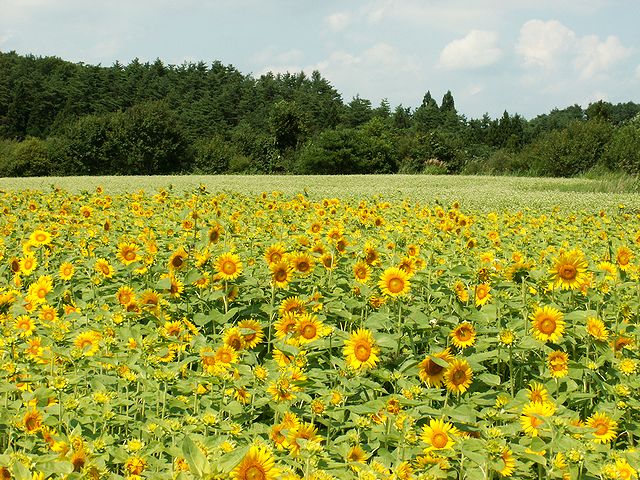 八戸市南郷区山の楽校20100823　日本酒通販　日本酒ショップくるみや