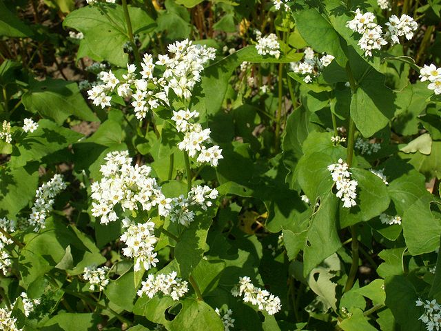 八戸市南郷区山の楽校　蕎麦の花　日本酒ショップくるみや
