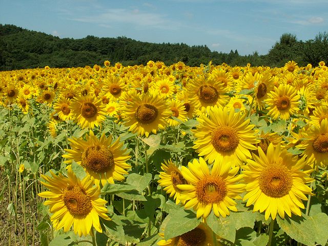 八戸市南郷区山の楽校のひまわり満開