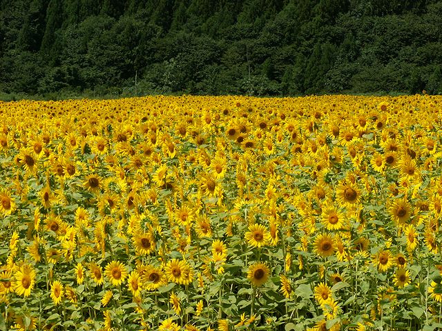 八戸市南郷区　山の楽校　ひまわり　日本酒ショップくるみや