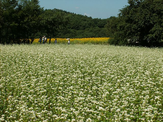 八戸市南郷区山の楽校　蕎麦の花　日本酒ショップくるみや