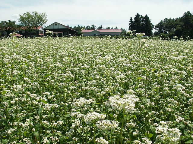 八戸市南郷区　山の楽校　蕎麦の花　日本酒ショップくるみや
