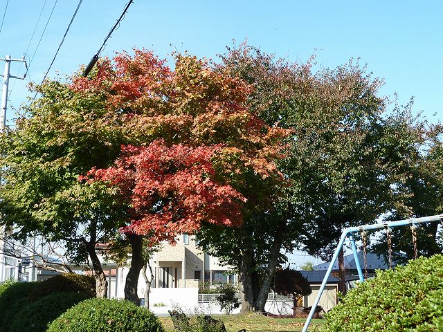 公園の紅葉　日本酒通販の日本酒ショップくるみや
