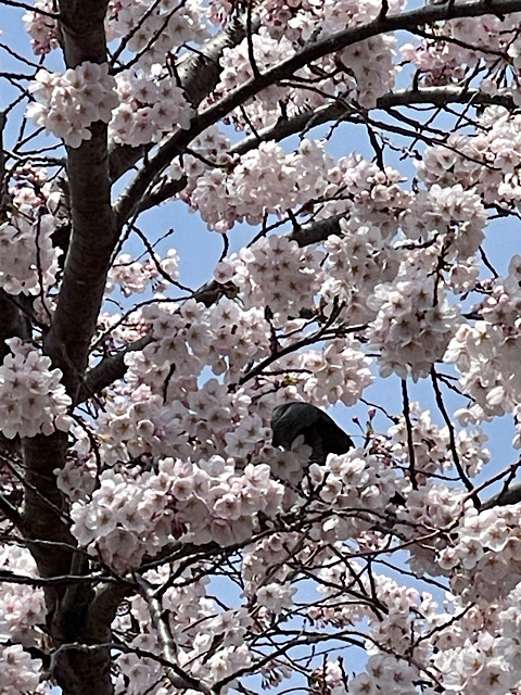 桜2025