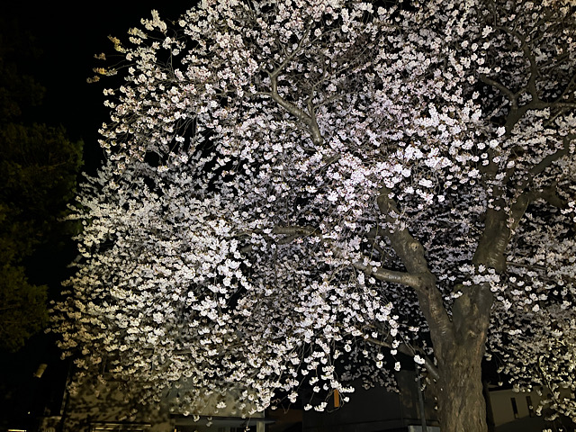 桜2025