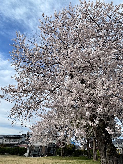 桜2025