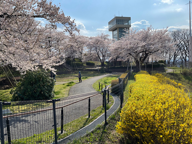 桜2025