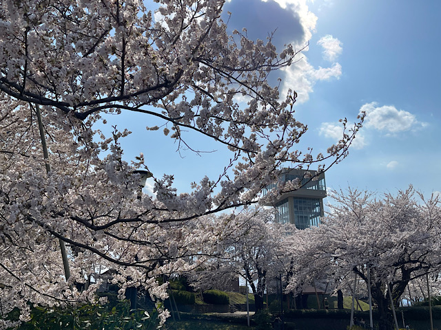 桜2025