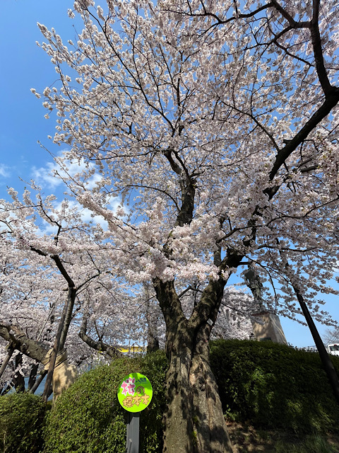 桜2025