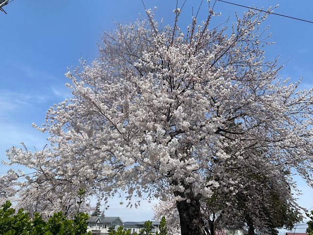202604桜01