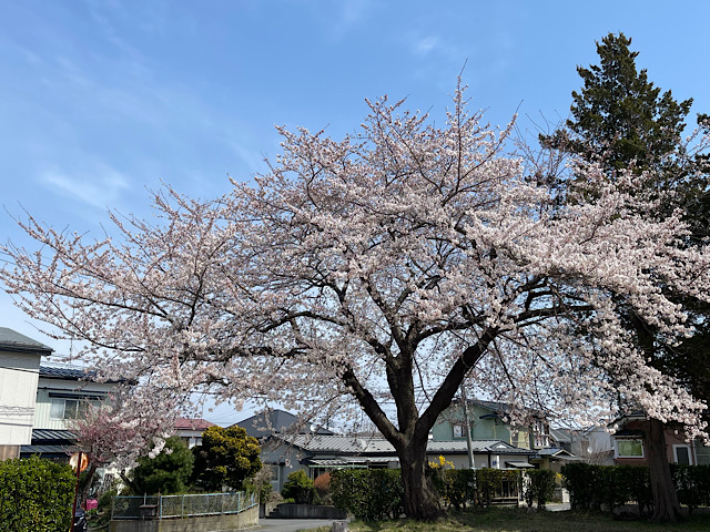 202604桜03