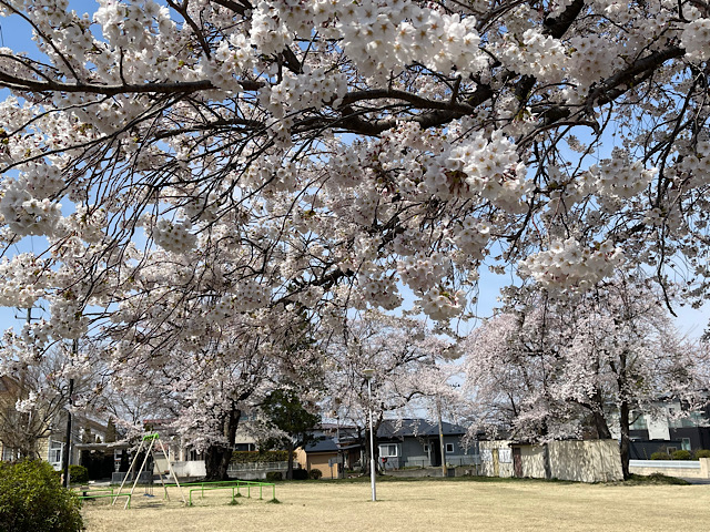 202604桜02