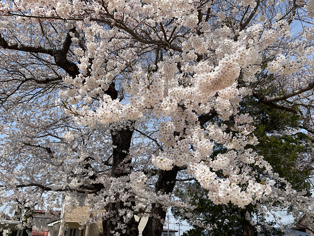 202604桜04