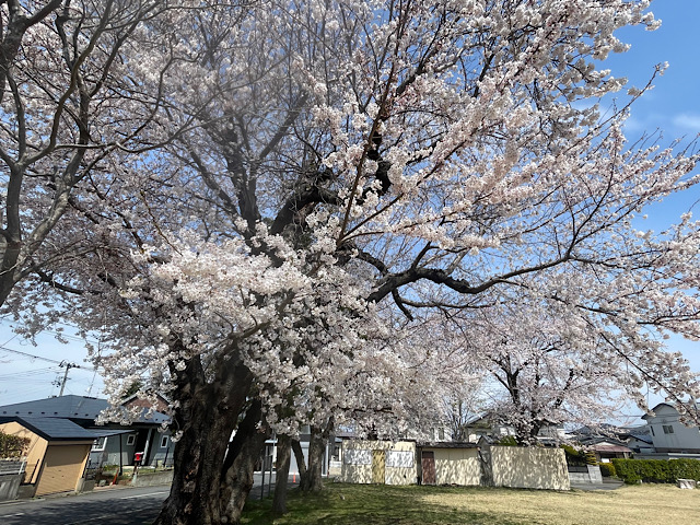 202604桜05
