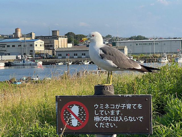 蕪島06