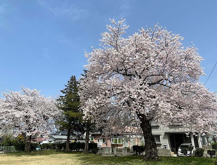 2024 八戸　桜
