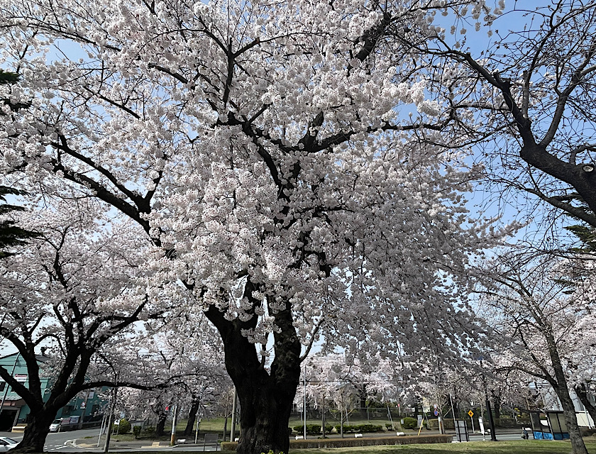 2024 八戸　桜