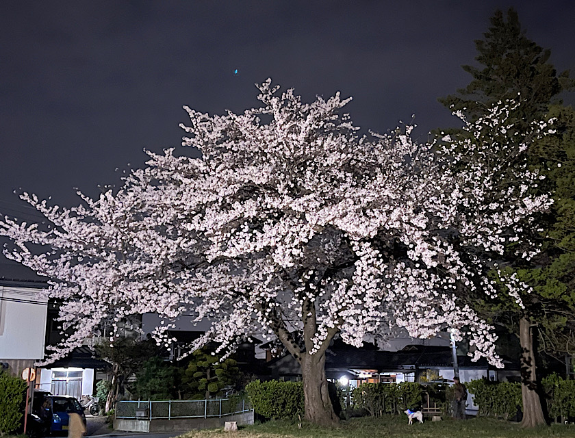 2024 八戸　桜