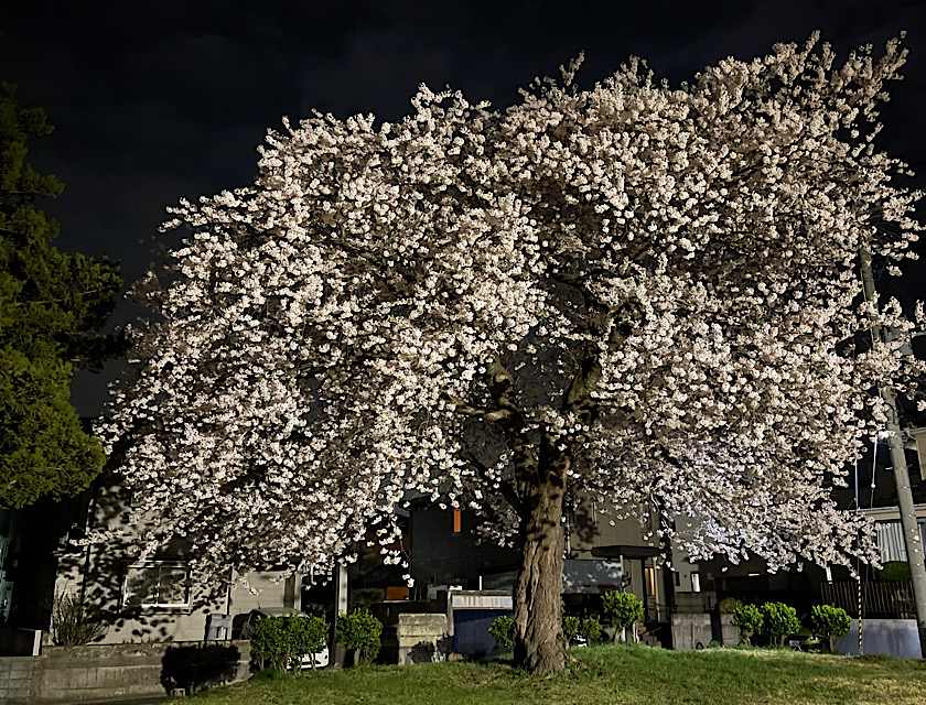 2024 八戸　桜