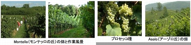 モンテリアーナ キュヴェ ソヴラーノ グレーラ スプマンテ エクストラドライ　スパークリングワイン　通販　日本酒ショップくるみや